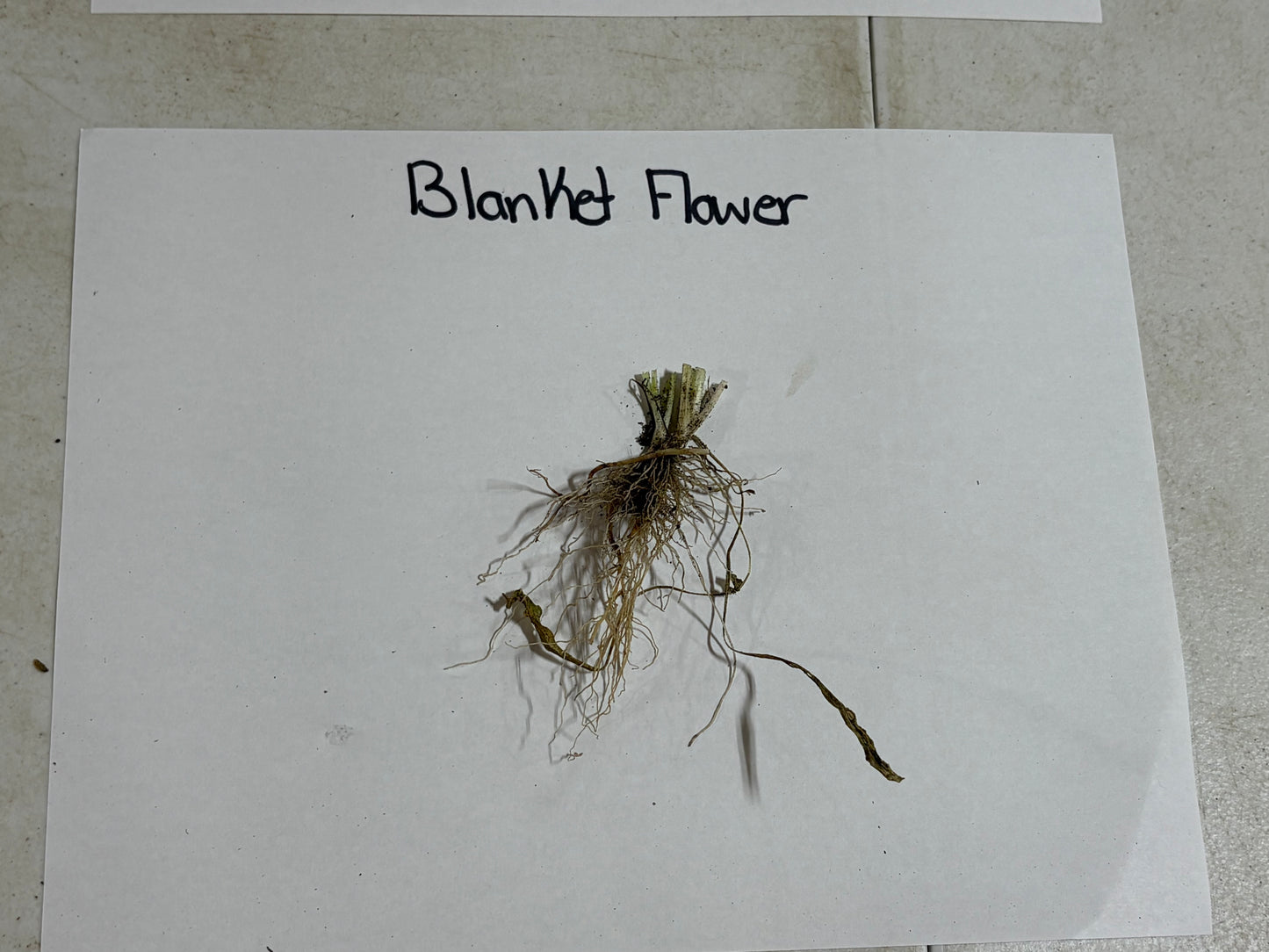 Blanket Flower root