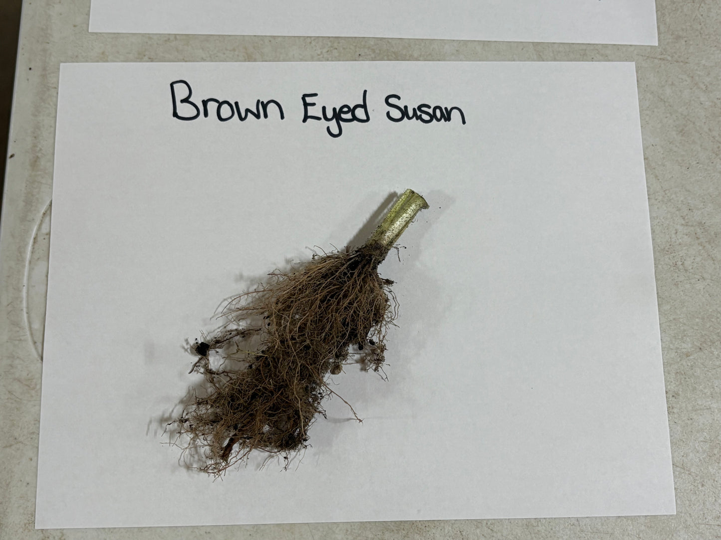 Brown Eyed Susan root