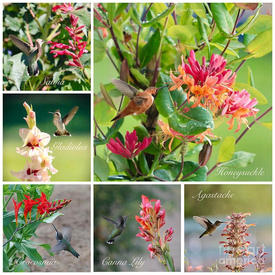 Buy 10 Hummingbird Plants Online at TN Nursery 