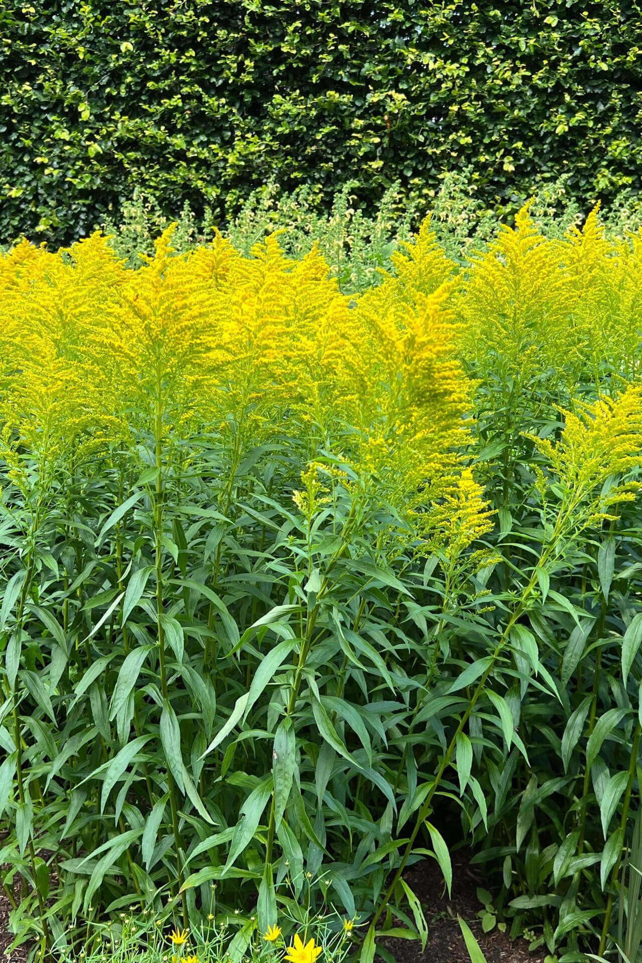 Golden Rod Online, buy 1 get 1 free at TN Nursery 