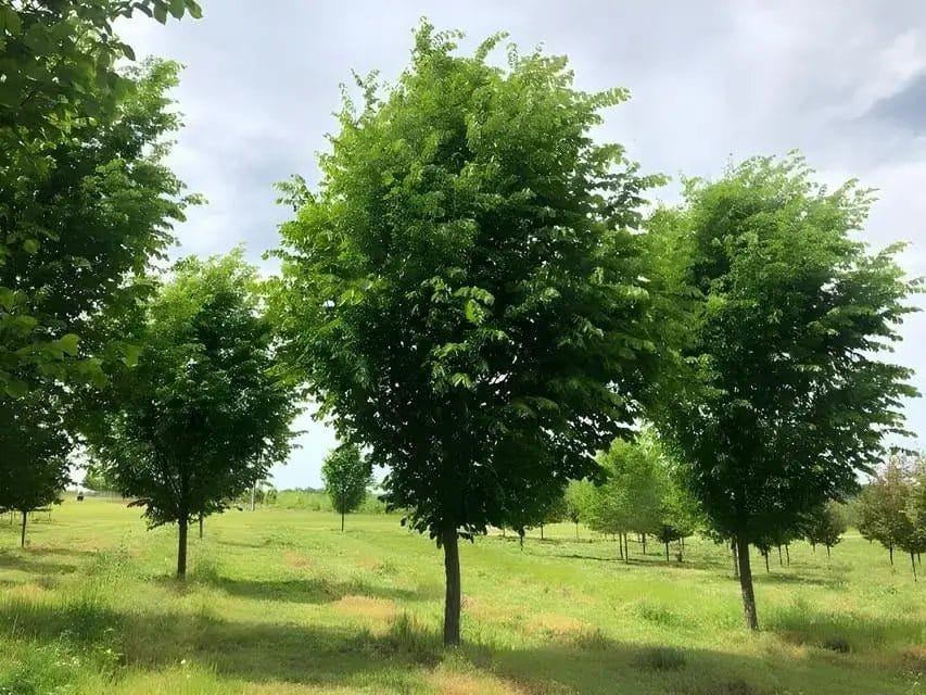 Overcup Oak Tree Online, buy 1 get 1 free at TN Nursery 
