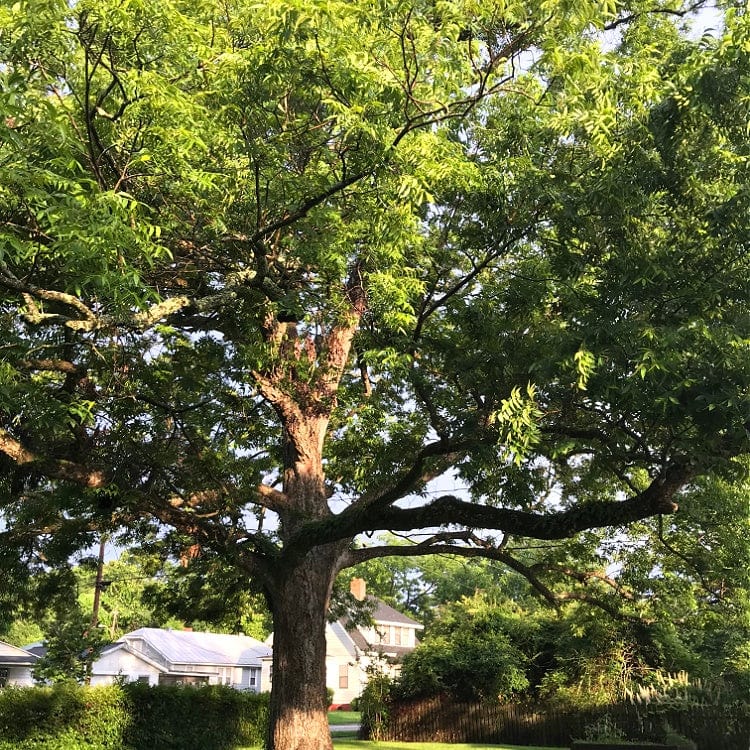 Mature leafy green pecan tree seedling with thick trunk and sprawling branches