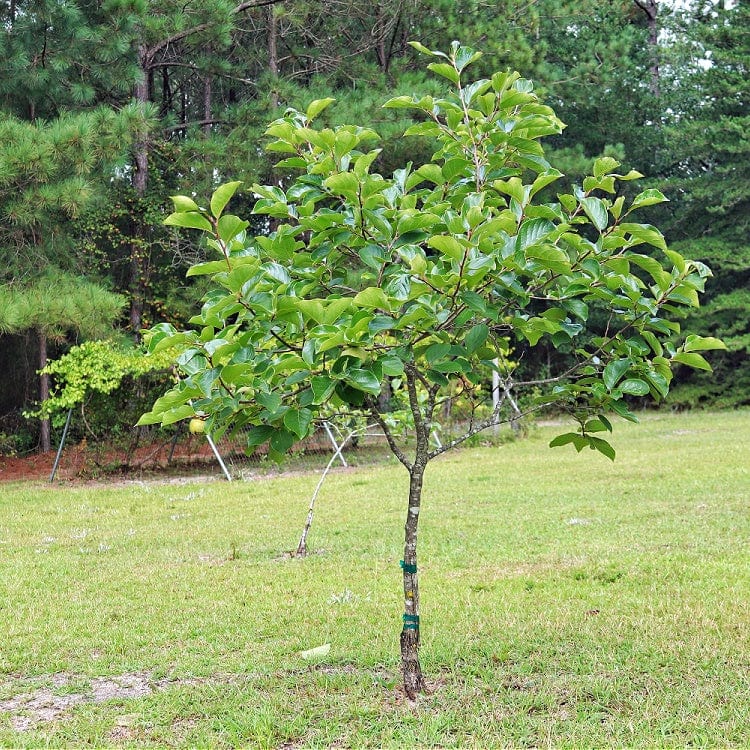 Persimmon Tree Seedling Online, buy 1 get 1 free at TN Nursery 