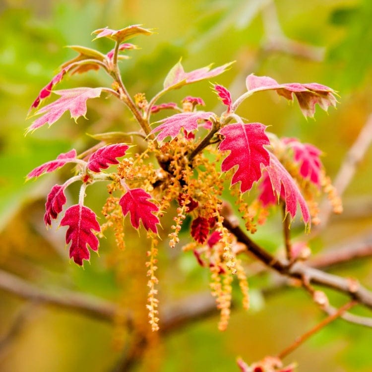 Red oak seedlings with vibrant red leaves and yellowish-brown catkins