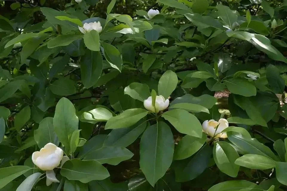 Sweet Bay Magnolia Online, buy 1 get 1 free at TN Nursery 