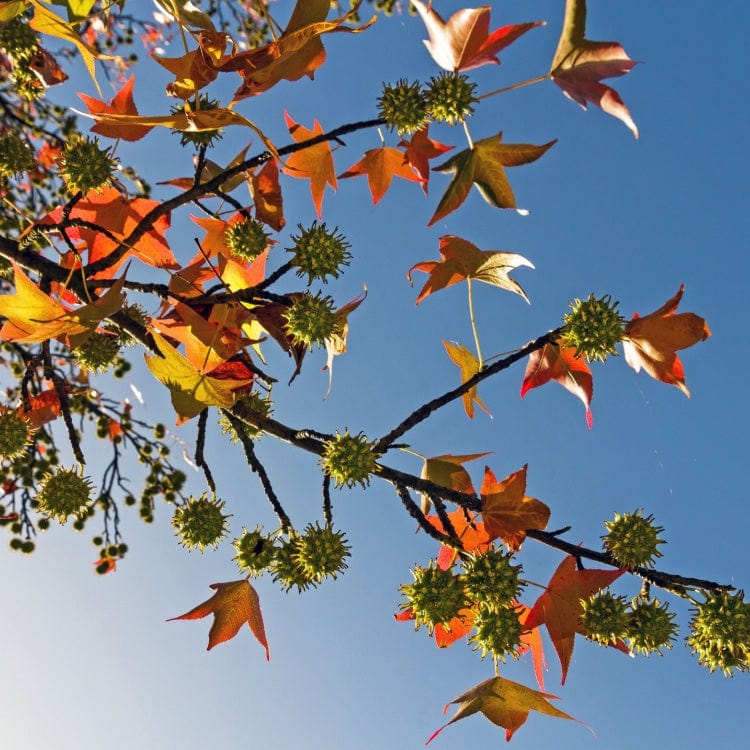 Sweet gum seedlings with orange yellow maple leaves and spiky burrs under blue sky