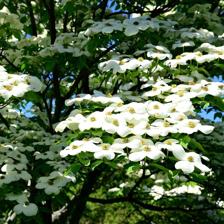 White Dogwood Seedling Online, buy 1 get 1 free at TN Nursery 