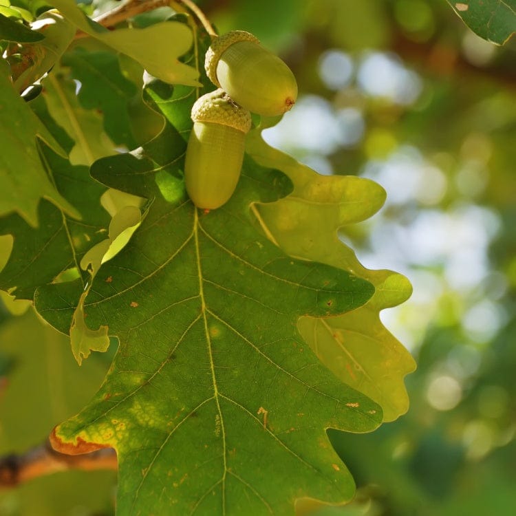 White Oak Seedling Online, buy 1 get 1 free at TN Nursery 