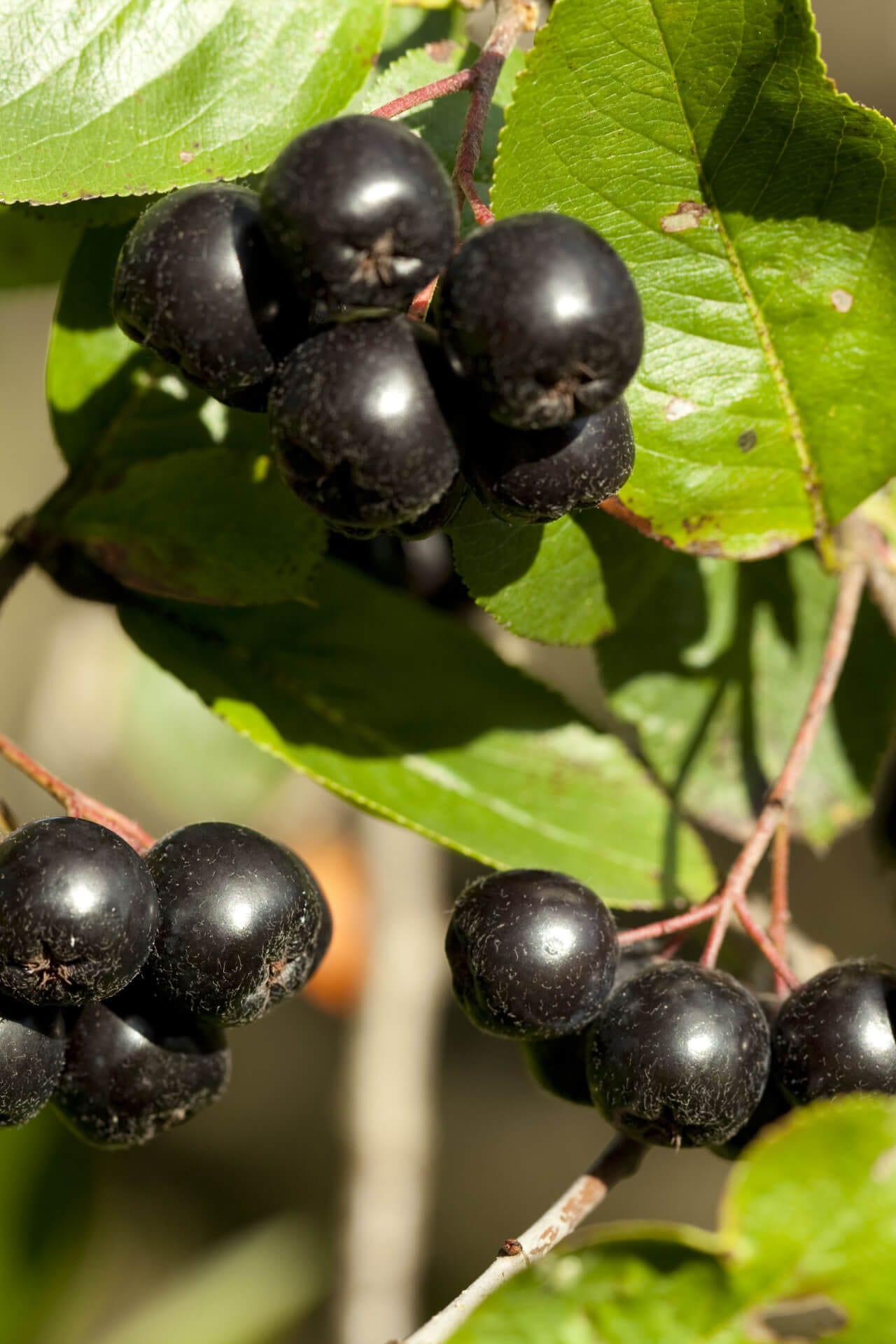 Black Chokeberry Online, buy 1 get 1 free at TN Nursery 