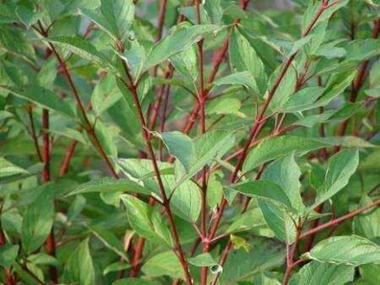 Coral Red Dogwood Online, buy 1 get 1 free at TN Nursery 