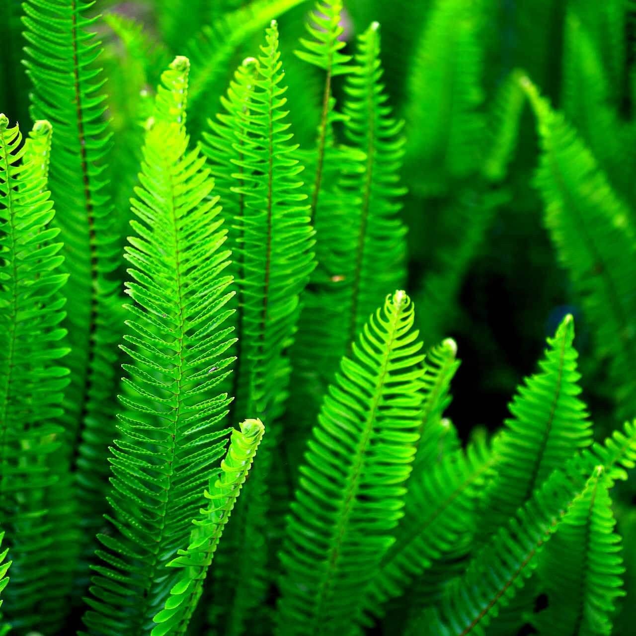 Fern Variety - 25 Plants Online at TN Nursery 