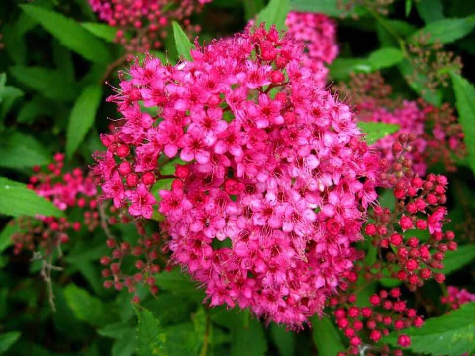 Spiraea Japonica For Sale 