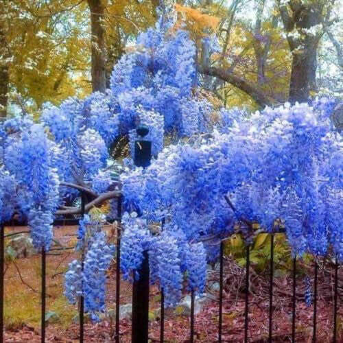 Wisteria Tree Online, buy 1 get 1 free at TN Nursery 