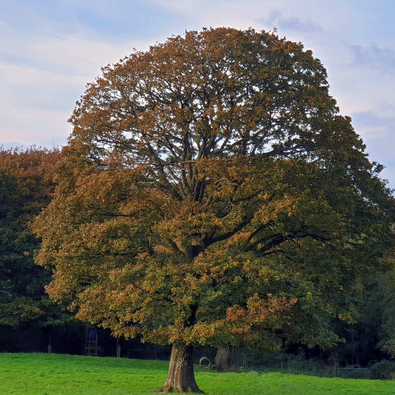 Buy Chesnut Oak Online at TN Nursery 