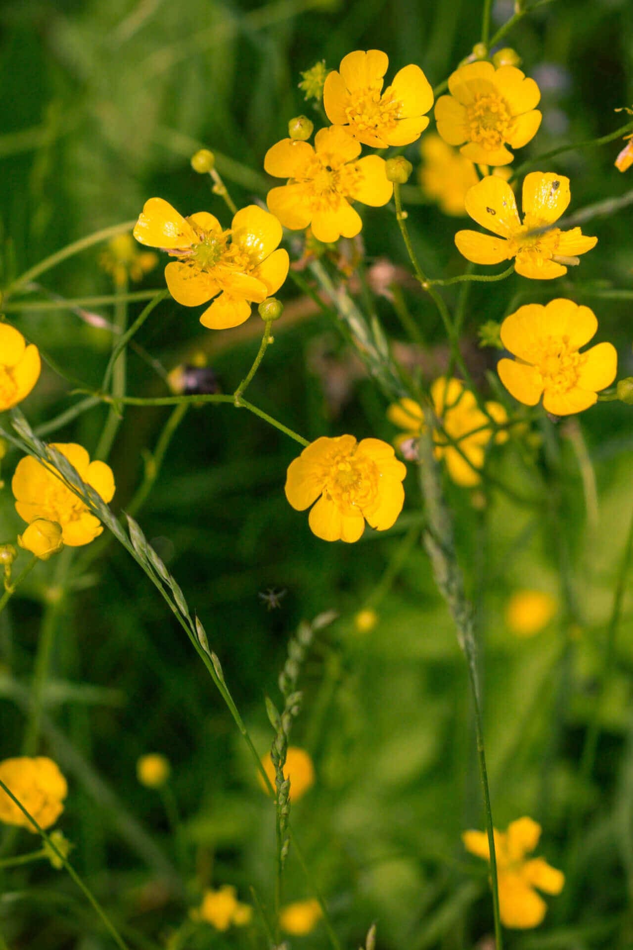 Creeping buttercup flowers with bright yellow petals in sunlit meadow