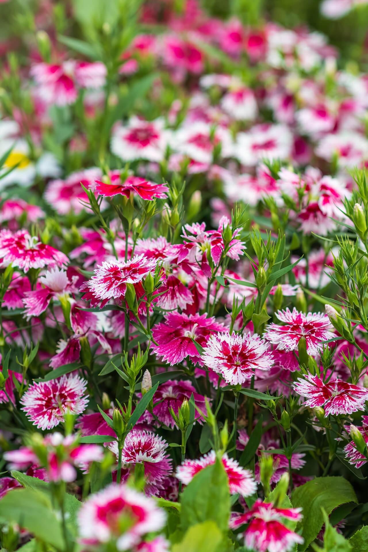Dianthus Tri-Color