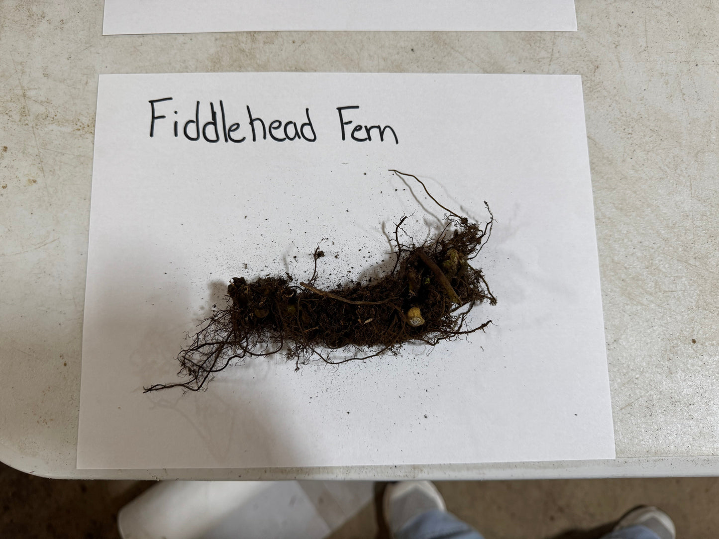 Fiddlehead Fern roots