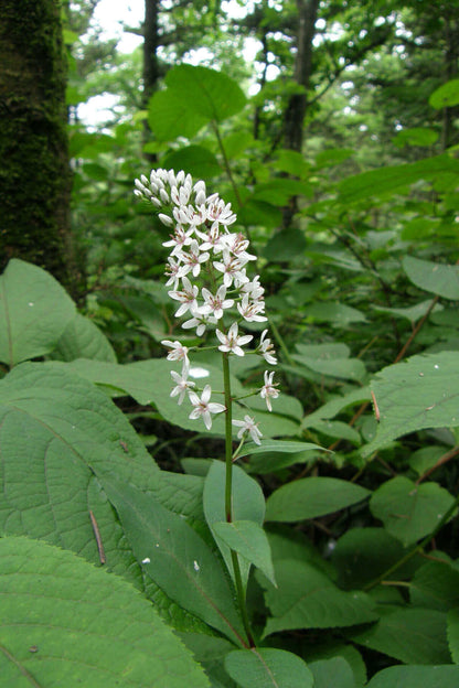 Foam Flower - 50 Plants