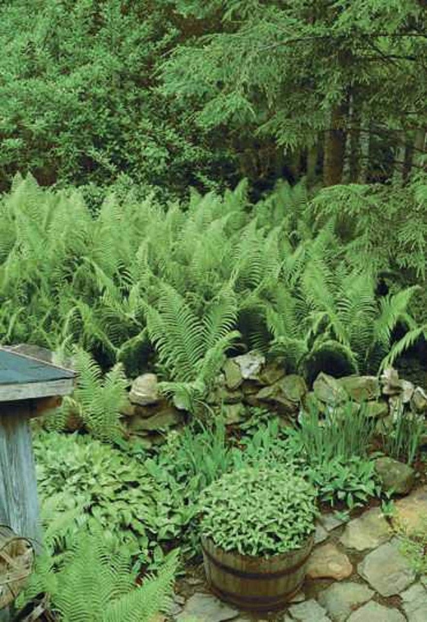 Big Sale -Fern Variety - 25 Plants- TN Nursery 
