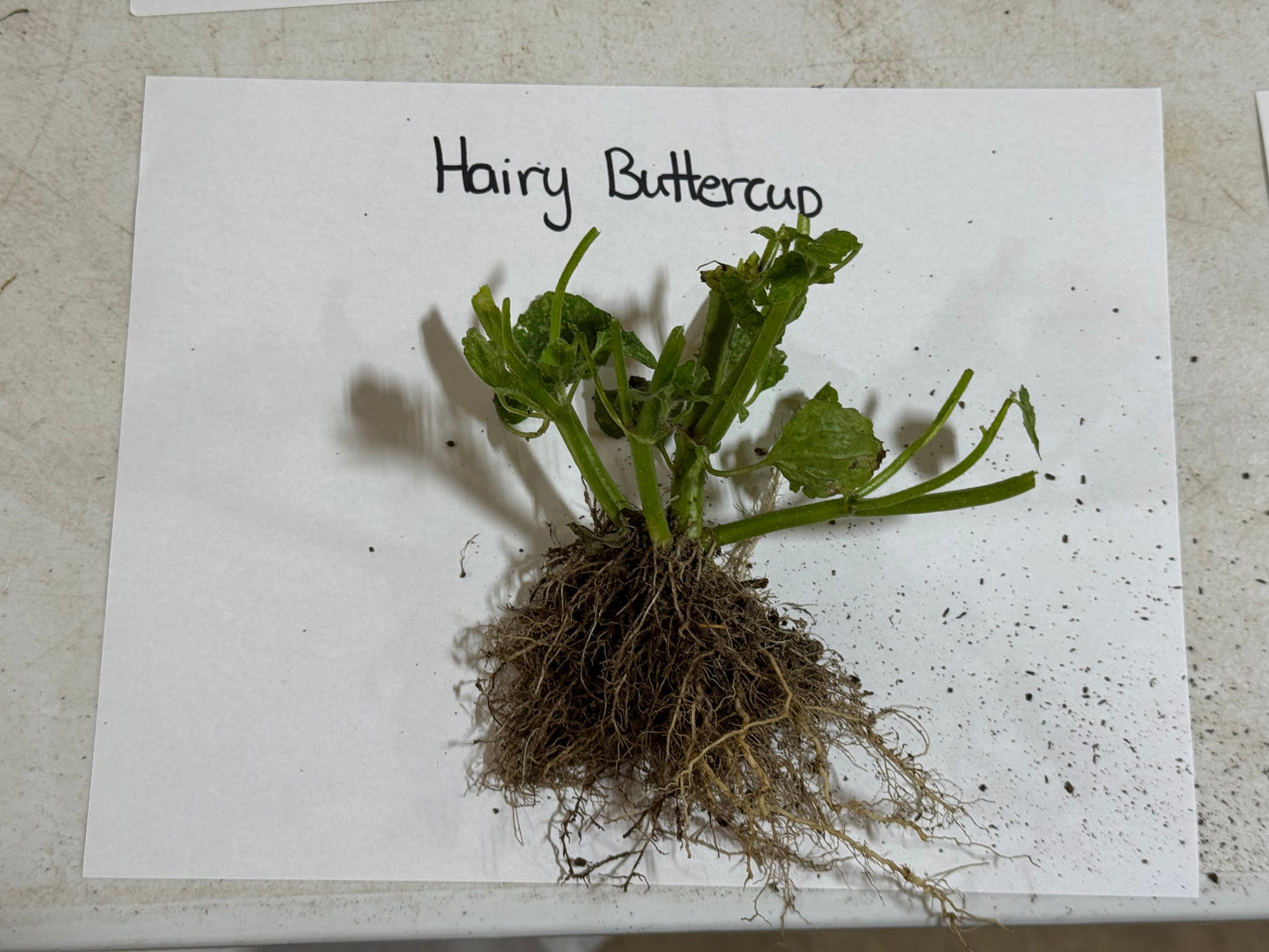 Hairy Buttercup roots