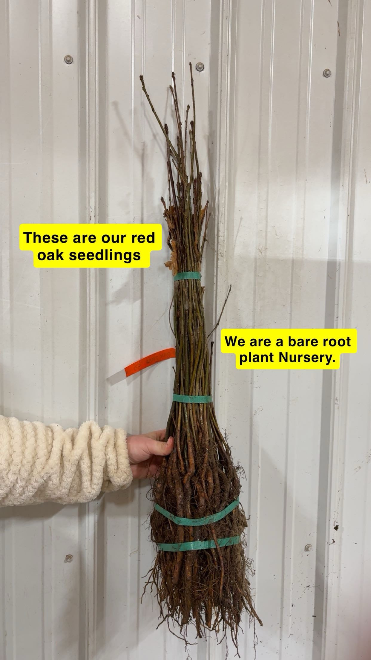 Red oak seedlings bundle with bare roots, tied by green bands, held in hand