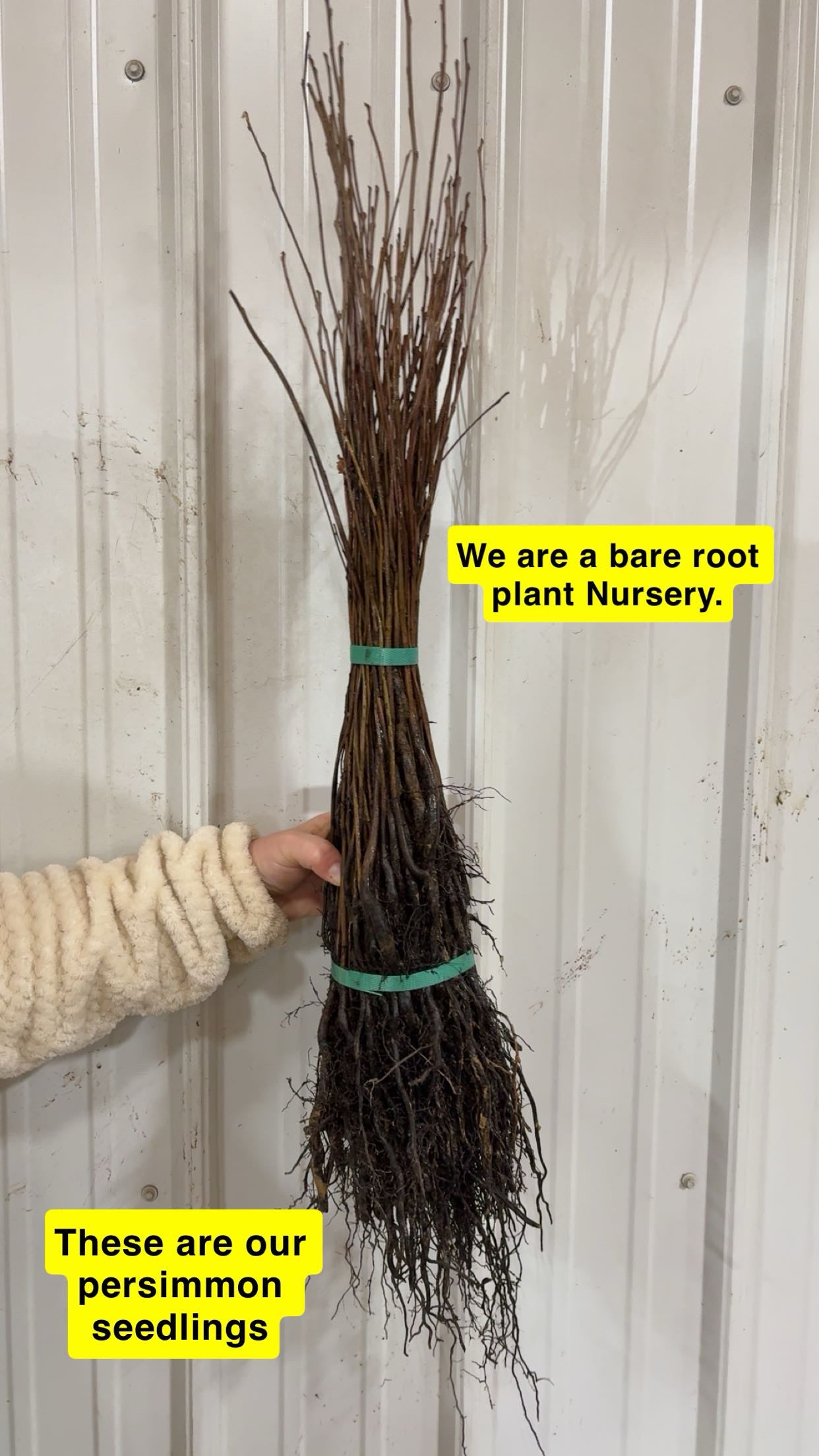 Persimmon Tree Seedlings