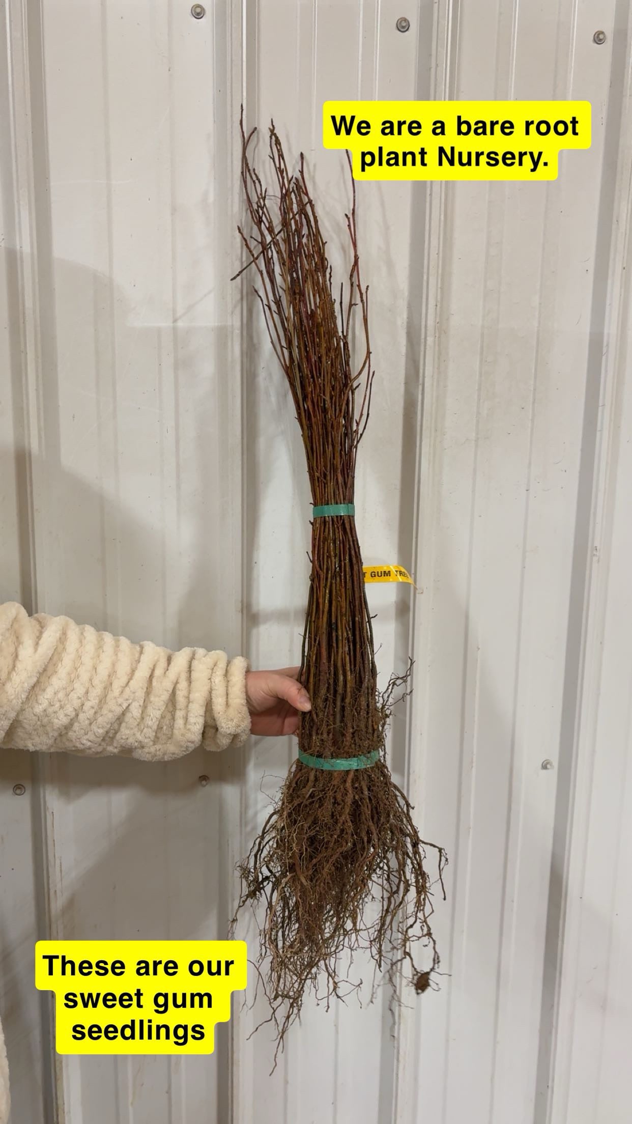 Sweet gum seedlings bundle with bare roots tied by green bands