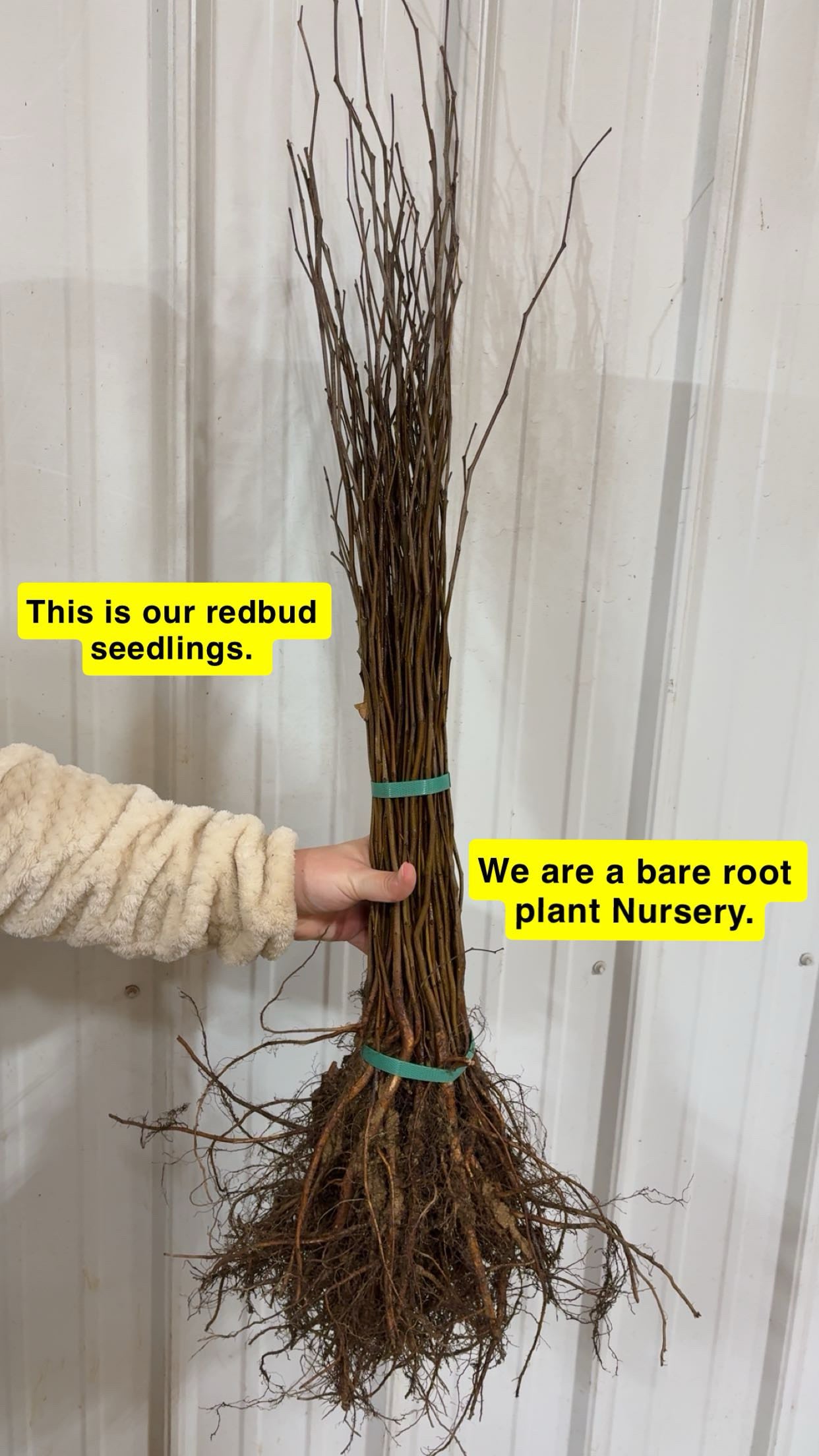 Bundle of brown bare-root Redbud Seedlings tied with green bands