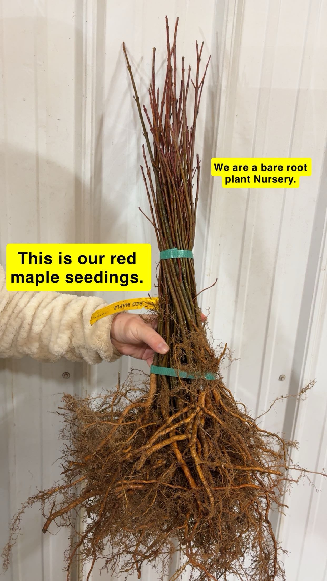 Red Maple Seedlings