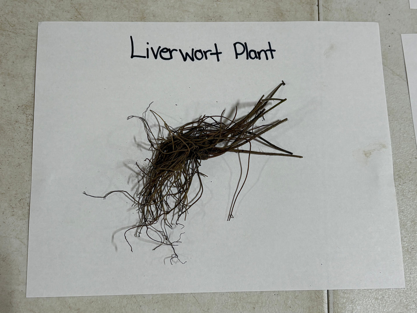 Hepatica Liverleaf root