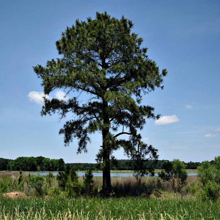 Buy Loblolly Pine Seedlings online at TN Nursery 