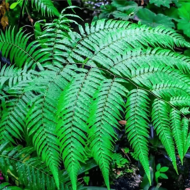 Buy Osterich Fern Online at TN Nursery 