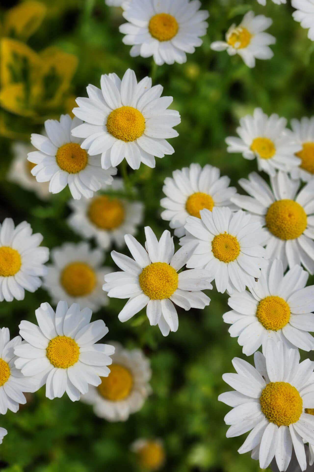 Oxeye Daisy Plants For Sale