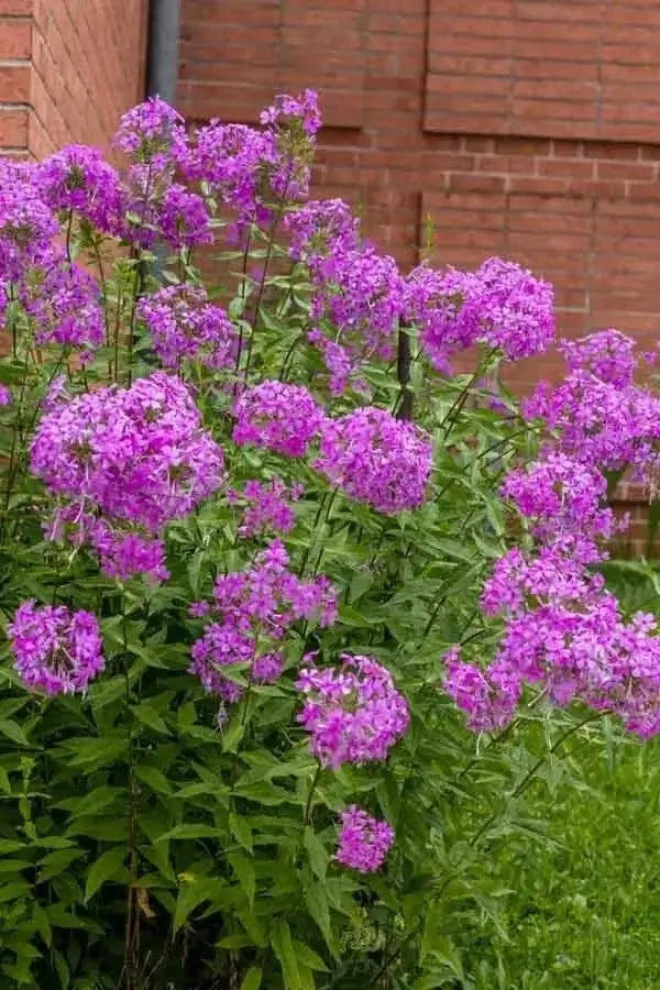 Tall Phlox Plants For Sale Wholesale Nursery Co