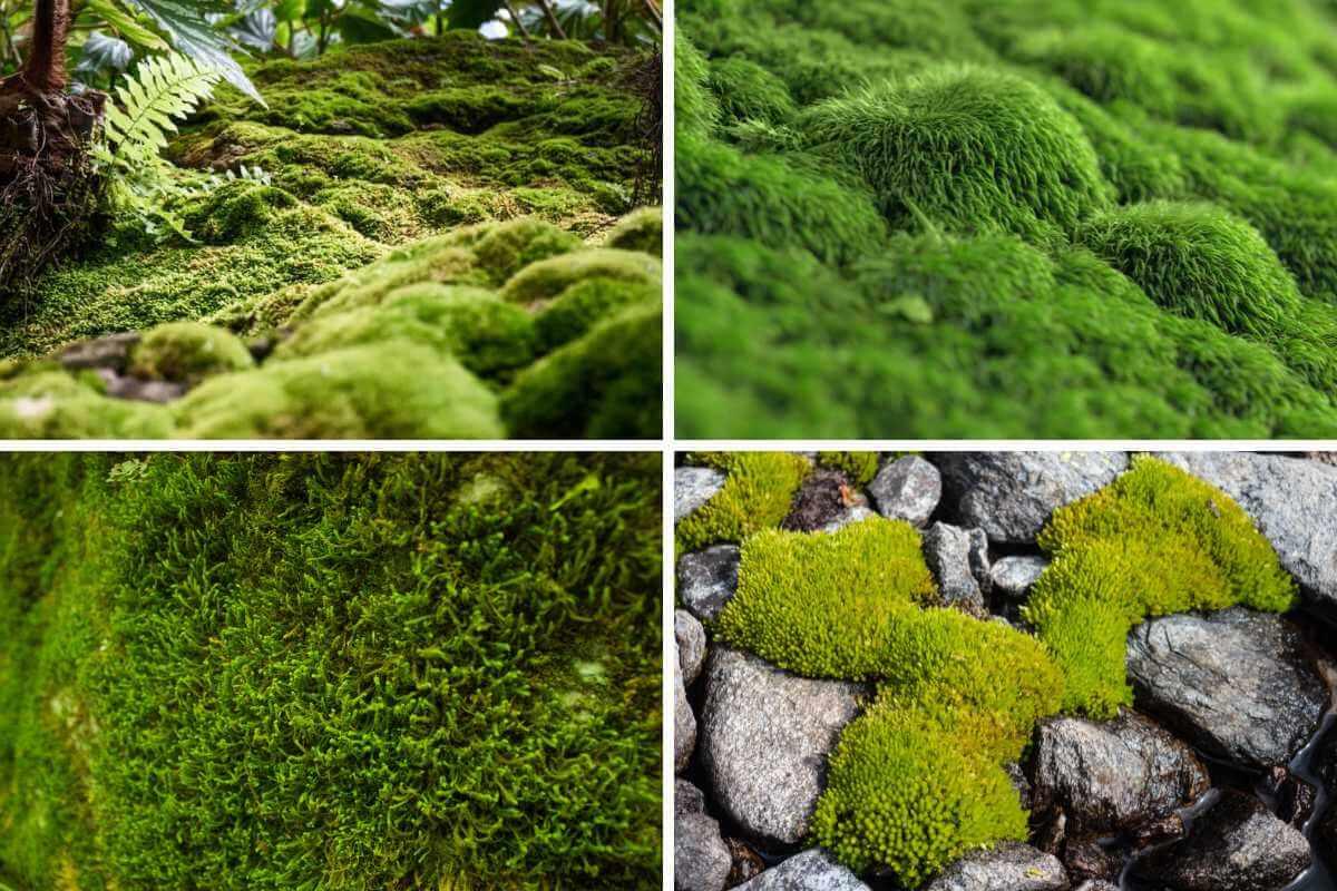Moss Collection