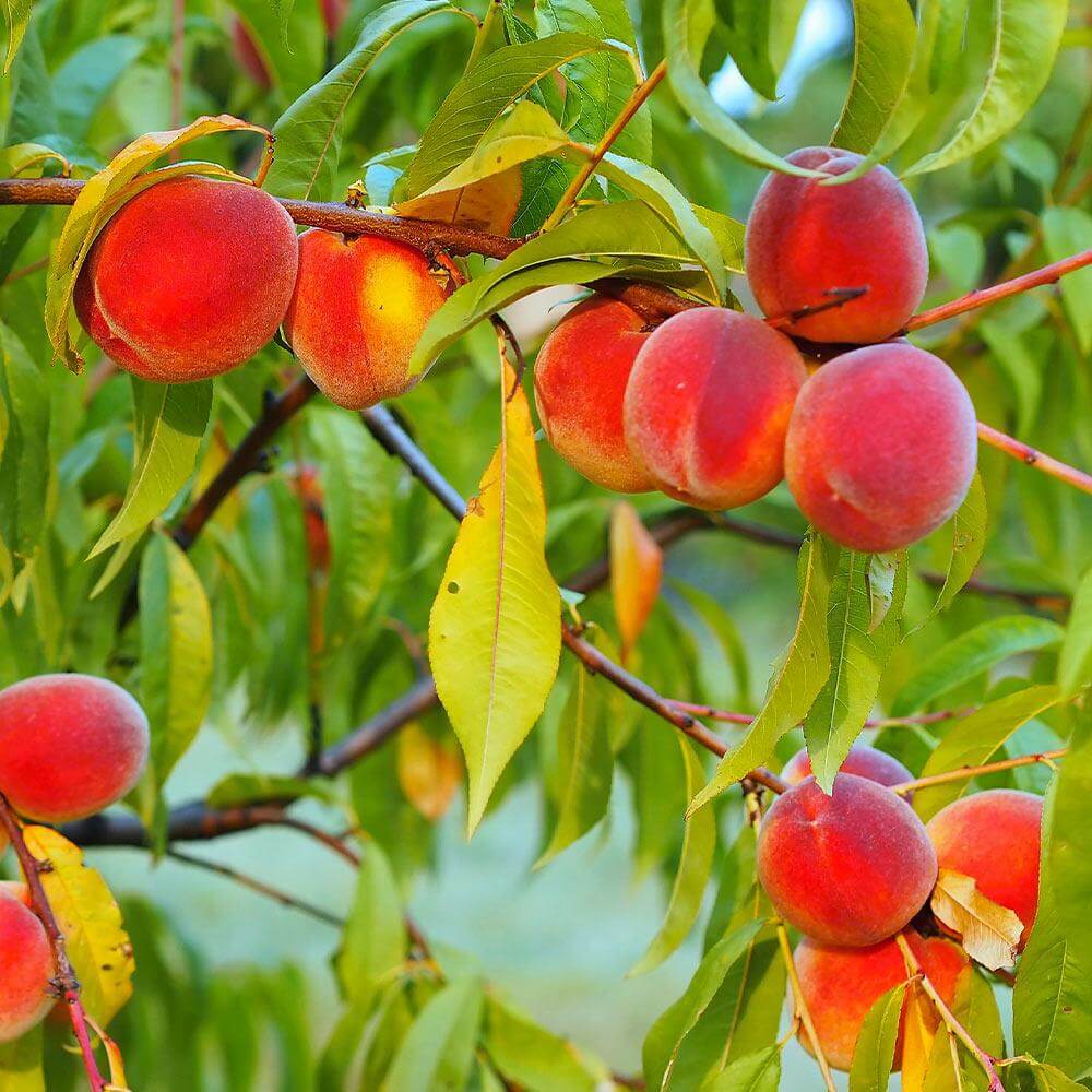 Fruiting Peach Tree