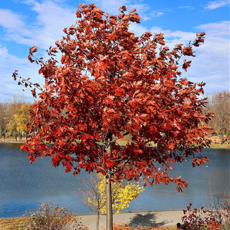 Vibrant red oak tree with fiery foliage by calm lake for Red Oak Seedlings
