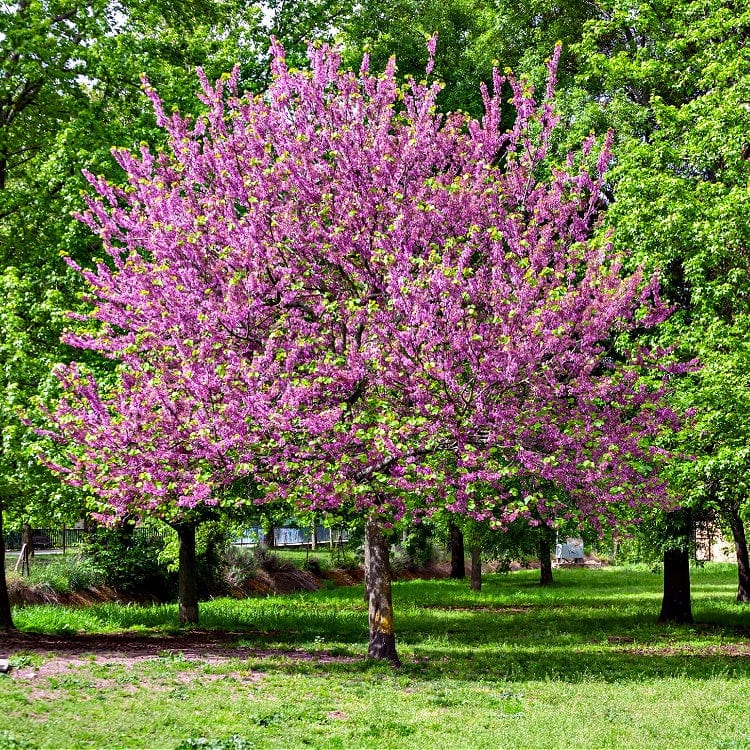 Vibrant purple Redbud flowering tree with lush green foliage in sunlit park