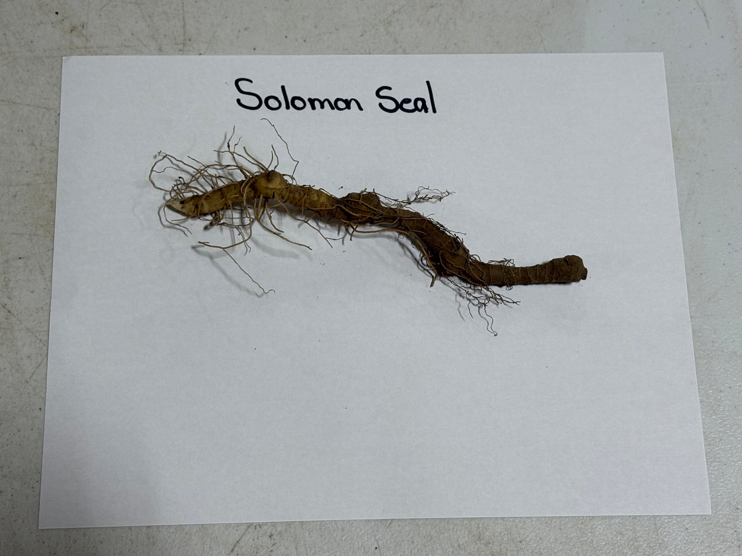 Solomon's Seal Plant root