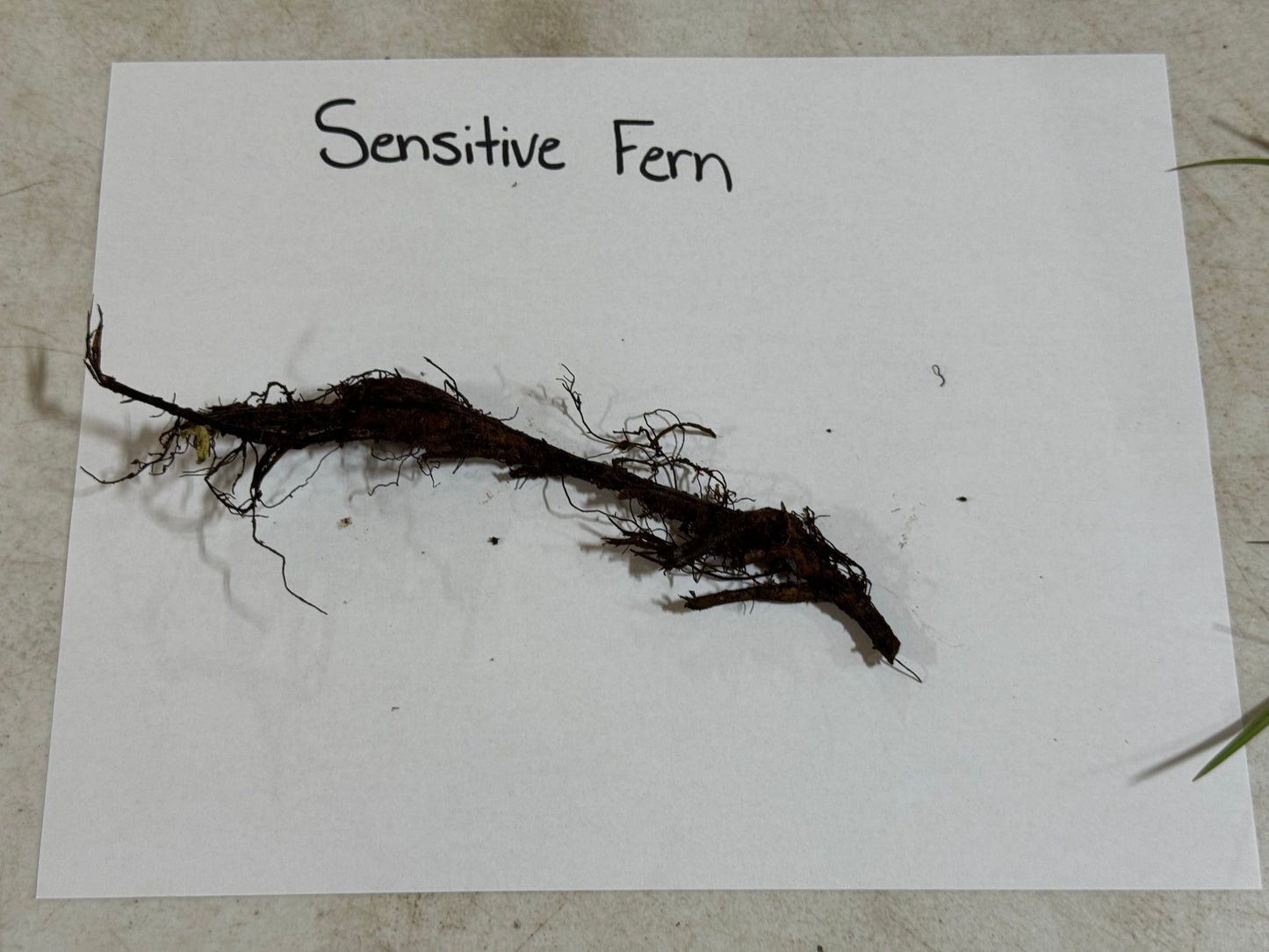 Sensitive Fern roots