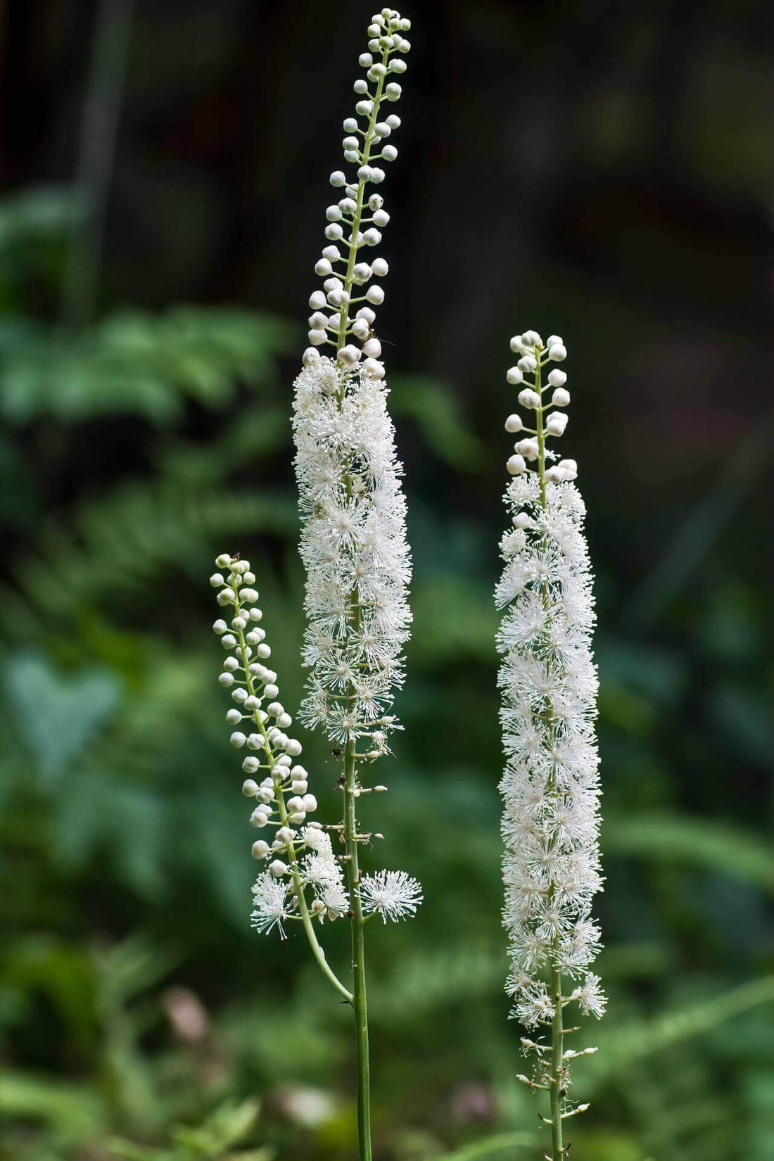 Black Cohosh Plants For Sale Wholesale Nursery Co