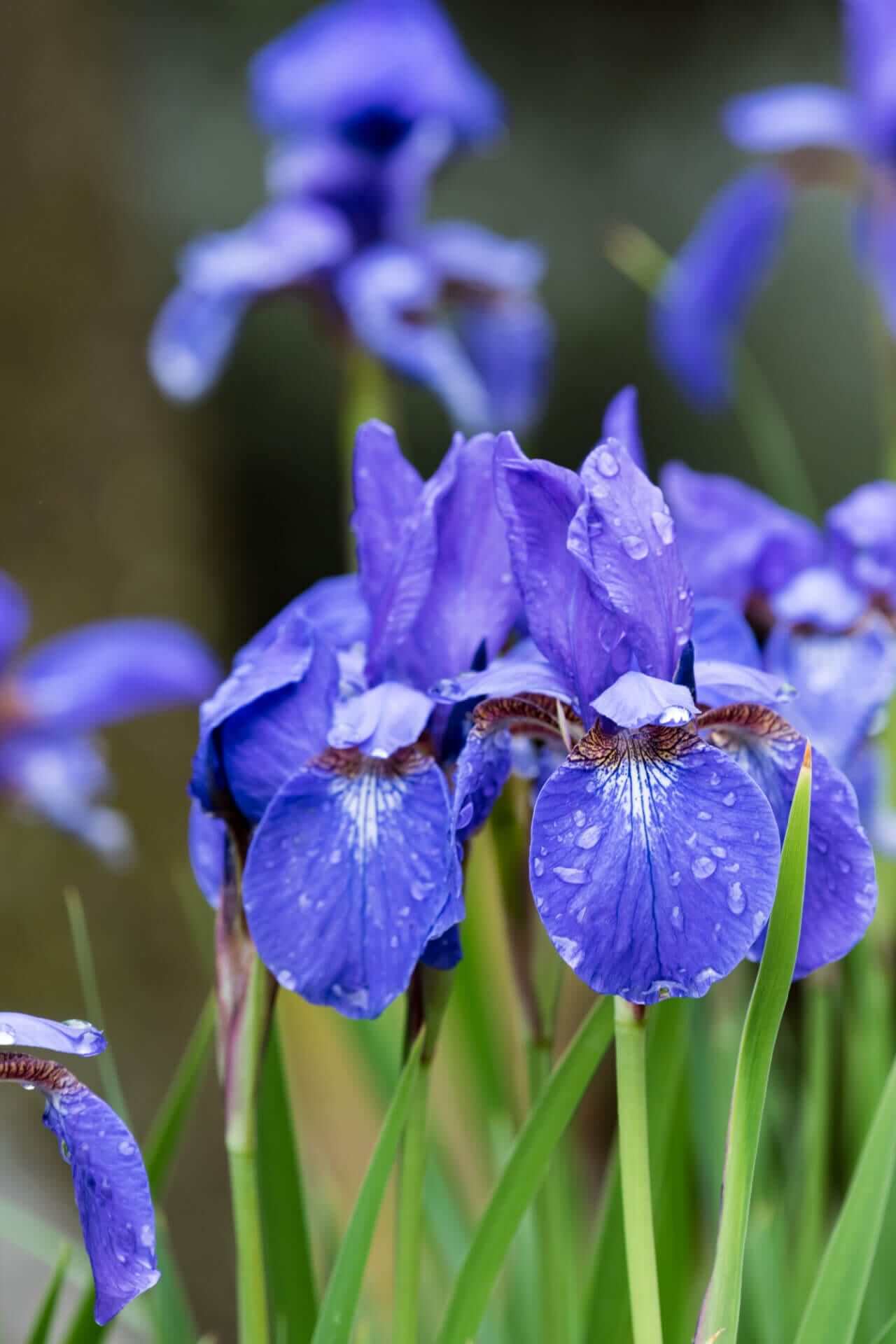 Siberian Iris Plants For Sale Iris Sibirica Wholesale Nursery Co