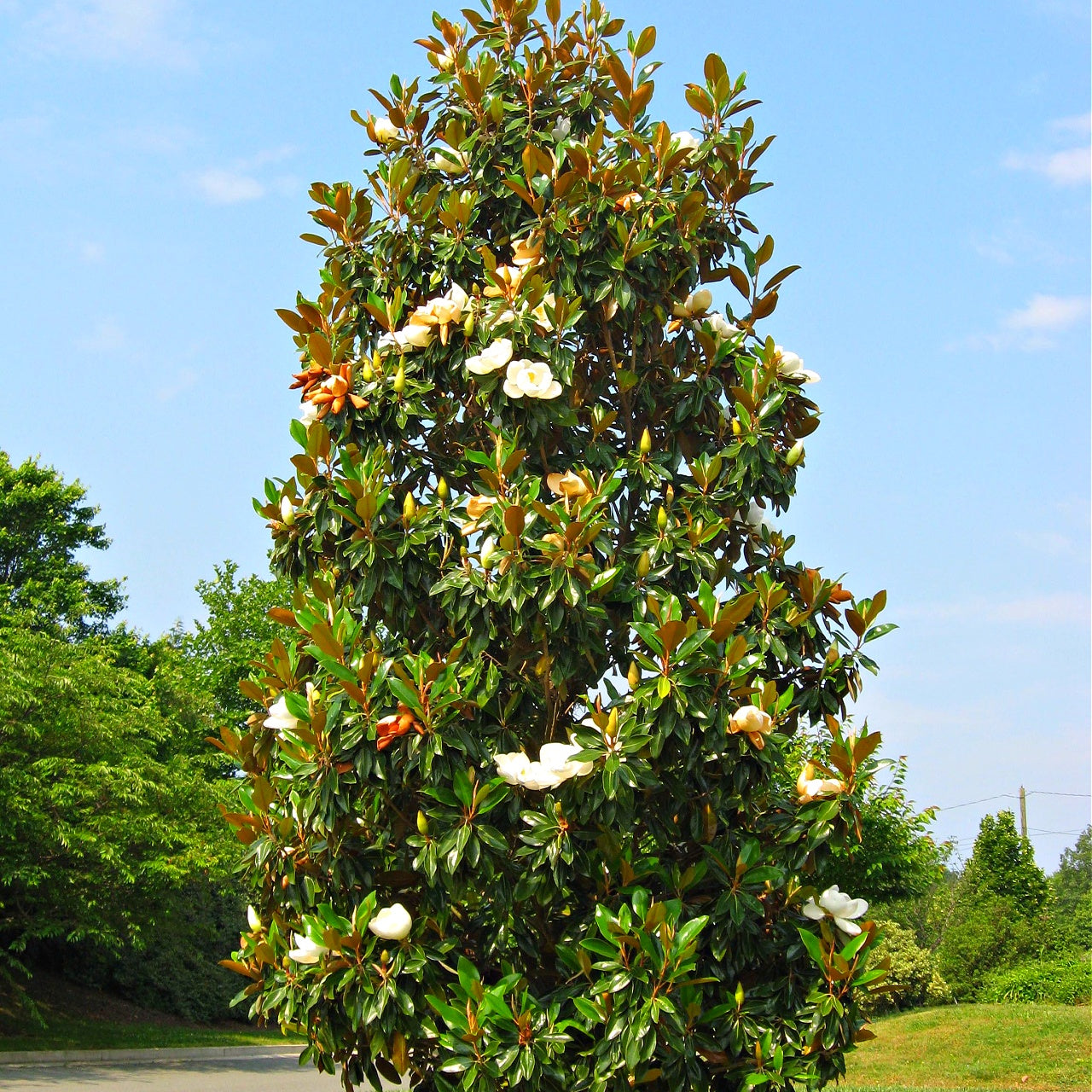 Large southern magnolia tree with green leaves and white flowers against a blue sky.