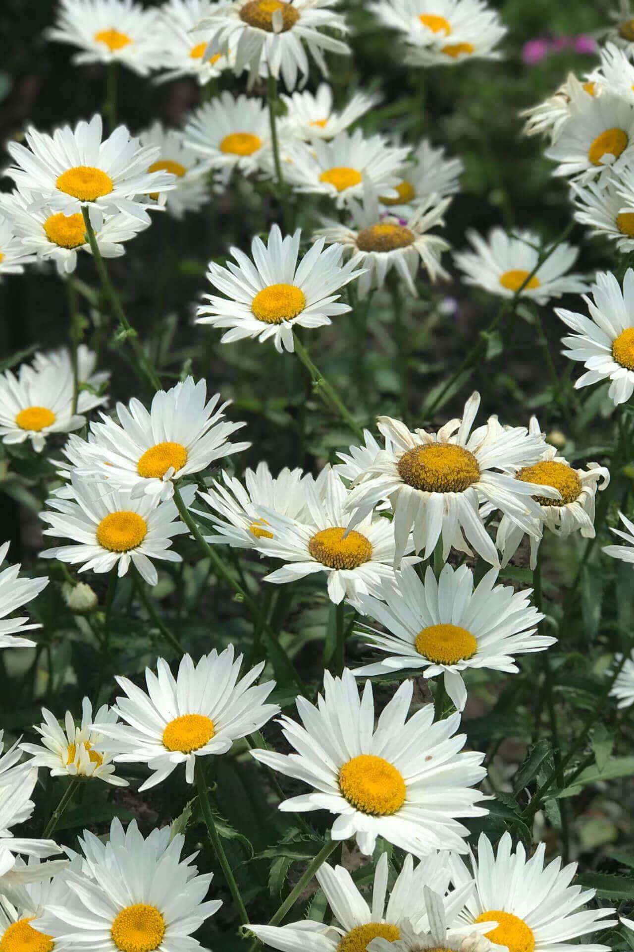 Shasta Daisy