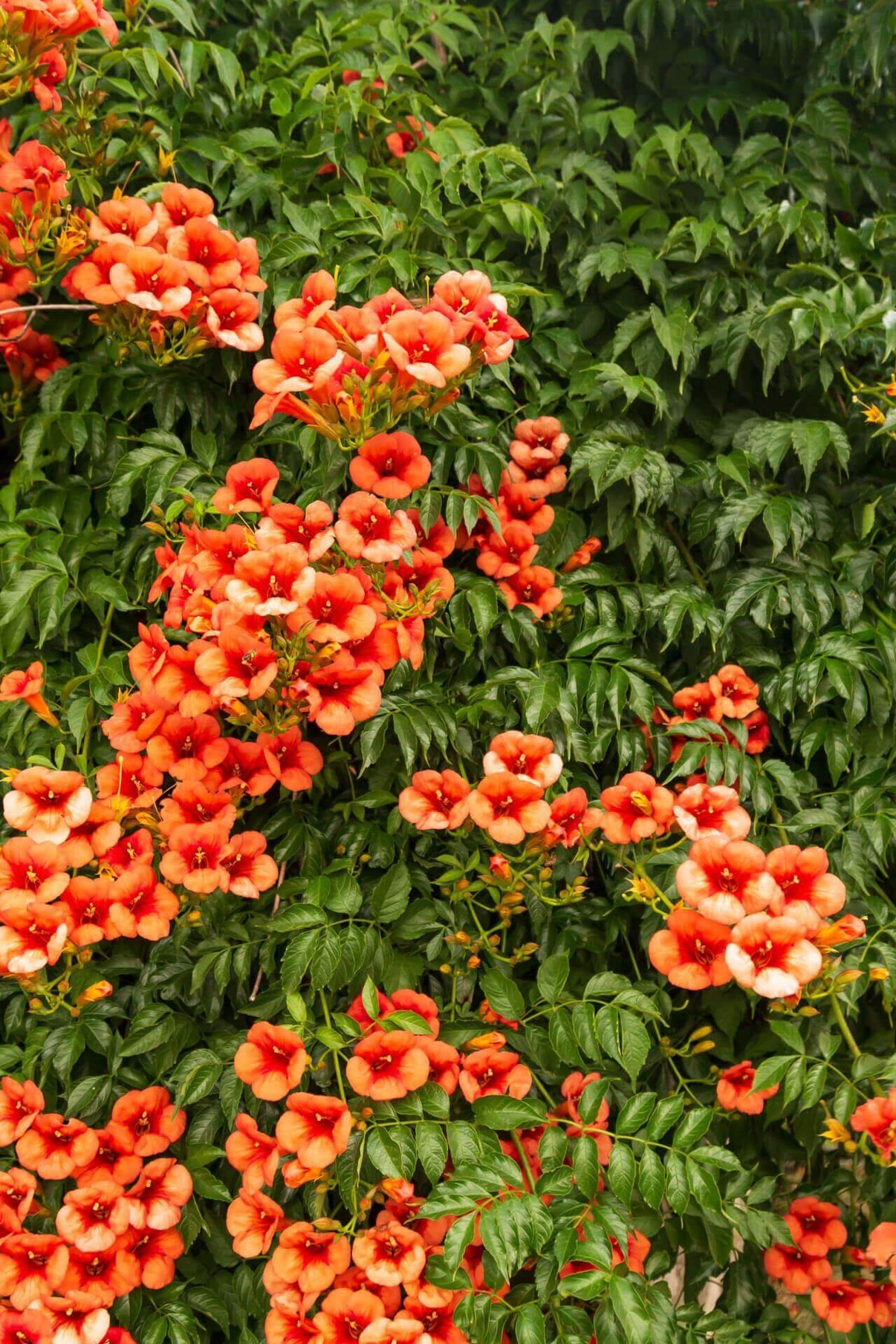 Trumpet Vine For Sale Online Buy 1 Get 1 Free