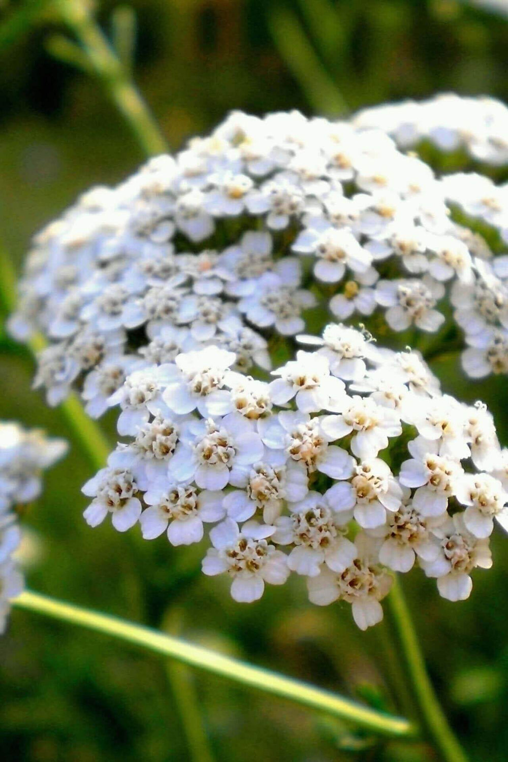 Yarrow Plants For Sale Buy Yarrow Plants Online Garden Plants Nursery