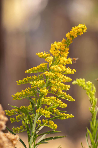 Golden Rod Plants For Sale | Wholesale Nursery Co