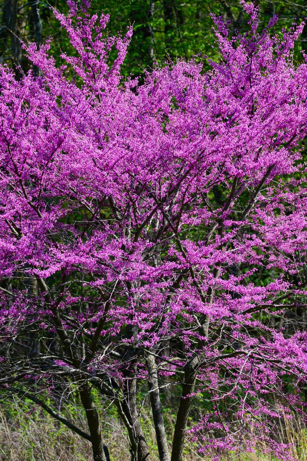 Redbud Trees For Sale Wholesale Nursery Co