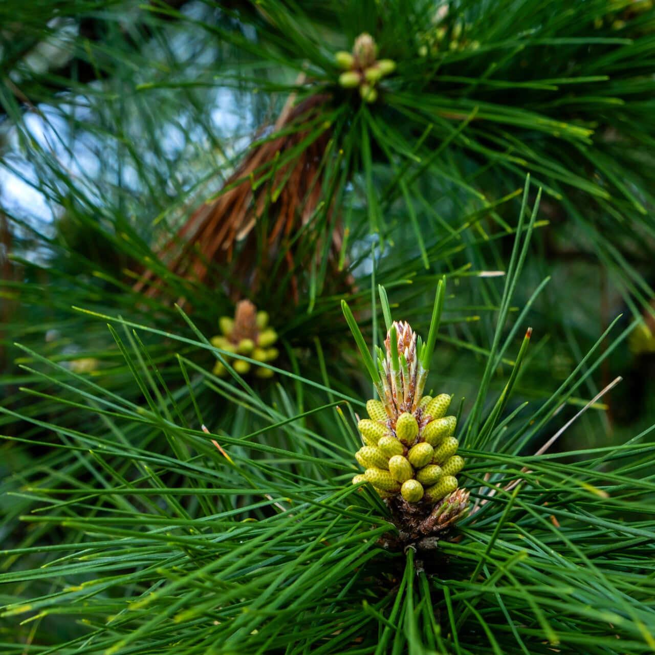 Spruce Pine Tree