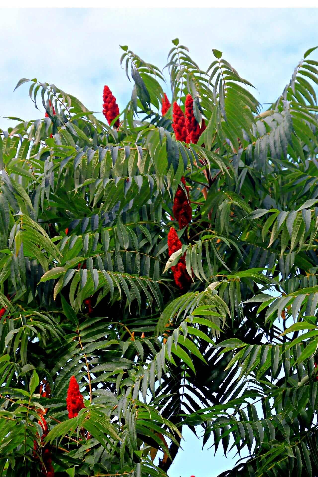 Staghorn Sumac For Sale BOGO Free Garden Plants Nursery